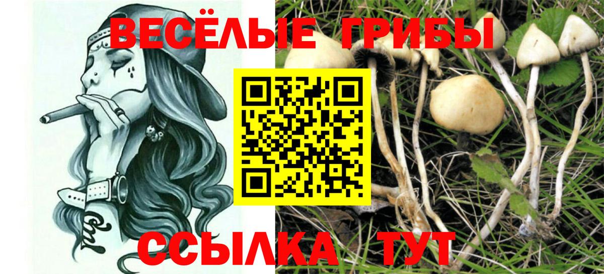 Галлюциногенные грибы Psilocybe Каменск-Шахтинский